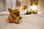 The Limelight is a pet friendly hotel 
